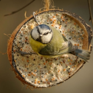 Redwell   27 1 2017   D3s (92 Of 369).jpg